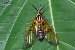 Trichura aurifera