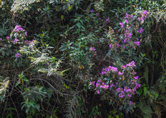 Andesanthus lepidotus