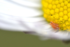 Sminthurus hispanicus