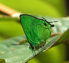 Chalybs janias