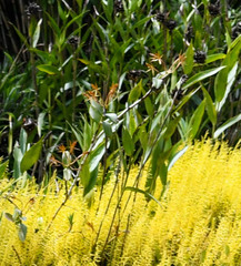 Epidendrum geminiflorum