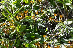 Epidendrum geminiflorum