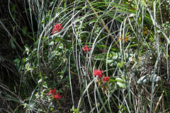 Epidendrum cochlidium