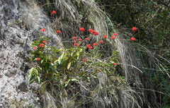 Epidendrum cochlidium