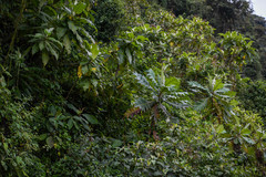 Bocconia frutescens