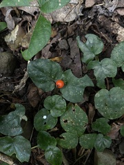 Geophila