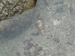 Turritella