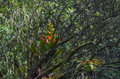 Guzmania gloriosa