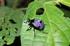 Cypherotylus dromedarius