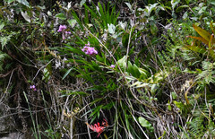 Epidendrum porphyreum