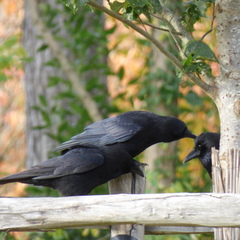 Corvus corone