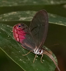 Cithaerias cliftoni