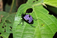 Cypherotylus dromedarius
