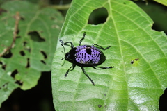 Cypherotylus dromedarius