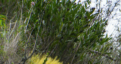 Elleanthus capitatus