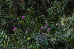Epidendrum porphyreum