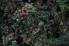 Psammisia ecuadorensis