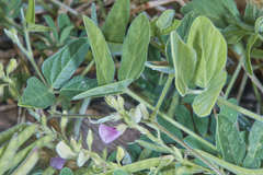 Tephrosia cinerea