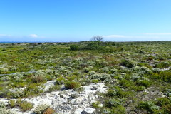 Coleonema pulchellum