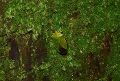 Mattiphus splendidus