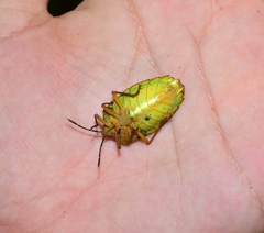 Mattiphus splendidus