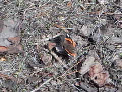 Vanessa atalanta atalanta