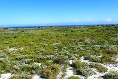 Coleonema pulchellum