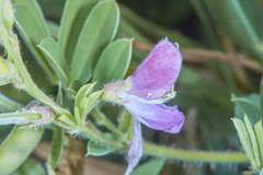 Tephrosia cinerea