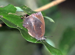 Mahathala ameria