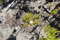 Coleonema pulchellum