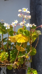 Begonia obliqua