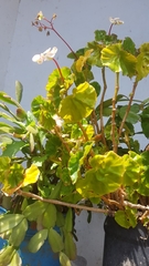 Begonia obliqua