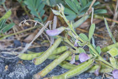 Tephrosia cinerea