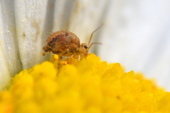 Sminthurus hispanicus