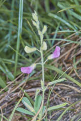 Tephrosia cinerea