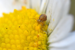 Sminthurus hispanicus