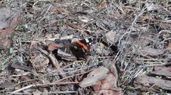 Vanessa atalanta atalanta