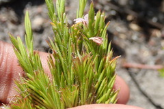 Coleonema pulchellum