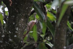 Lepidocolaptes angustirostris