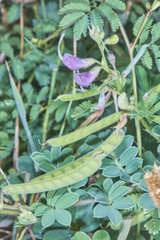 Tephrosia cinerea
