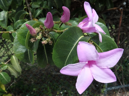 Cryptostegia madagascariensis