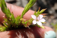 Coleonema pulchellum