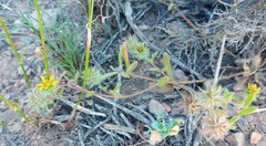 Gorteria piloselloides