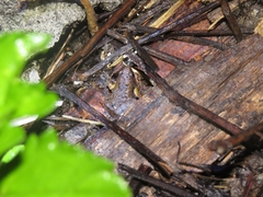 Microhyla orientalis