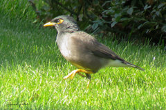 Acridotheres tristis