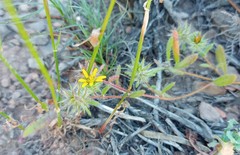 Gorteria piloselloides