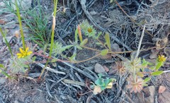 Gorteria piloselloides