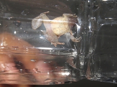 Microhyla orientalis