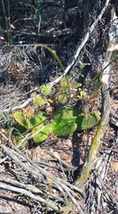 Gorteria piloselloides