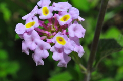 Lantana fucata